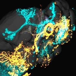 VirtualFlyBrain
