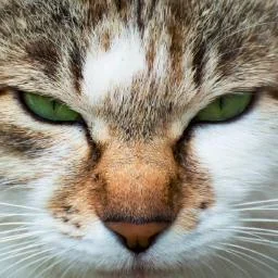 mcp-server-dify