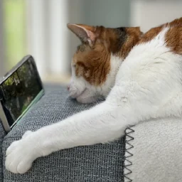 PetKit