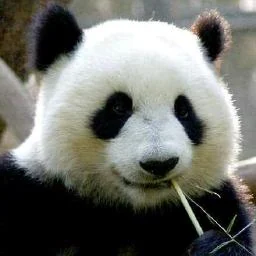 GoMCP — Gin-like Framework for MCP Servers in Go