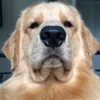 JustFill PDF Form Automation