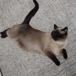 longmem