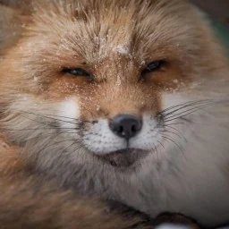 cli-text